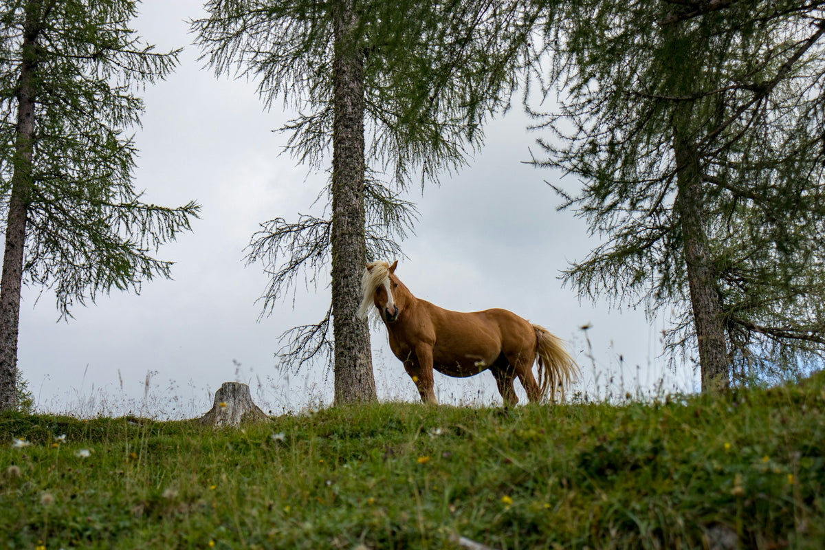 horse alt